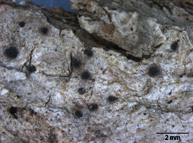Представитель Семейства Amphisphaeriaceae